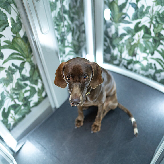 Ein brauner Hund entspannt sitzt im LIFTON Aufzug und schaut in die Kamera